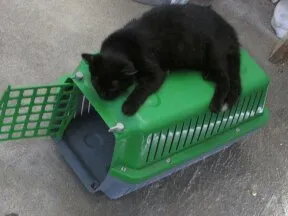 Gato ra a Siamês idade 1 ano nome Katrina