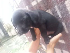 Cachorro raça macho/fêmea idade Abaixo de 2 meses nome George/peppa