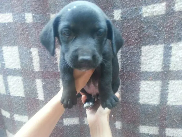Cachorro ra a macho/fêmea idade Abaixo de 2 meses nome George/peppa