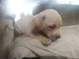 George/peppa
