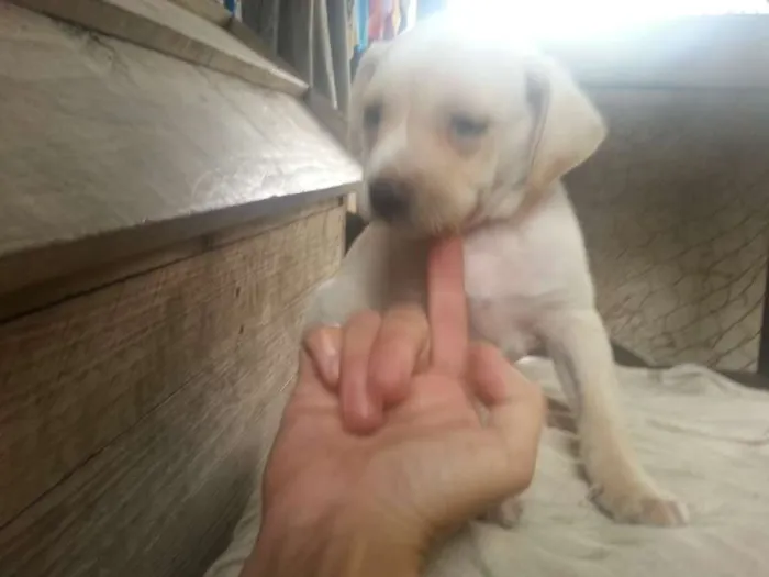 Cachorro ra a macho/fêmea idade Abaixo de 2 meses nome George/peppa