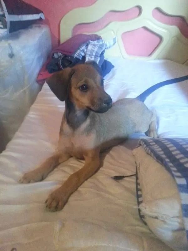 Cachorro ra a macho/fêmea idade Abaixo de 2 meses nome George/peppa