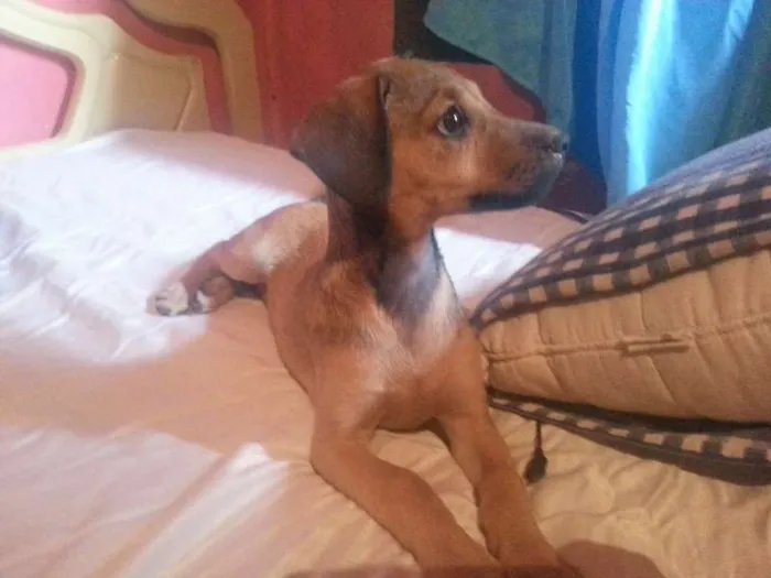 Cachorro ra a macho/fêmea idade Abaixo de 2 meses nome George/peppa