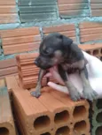 Marrom