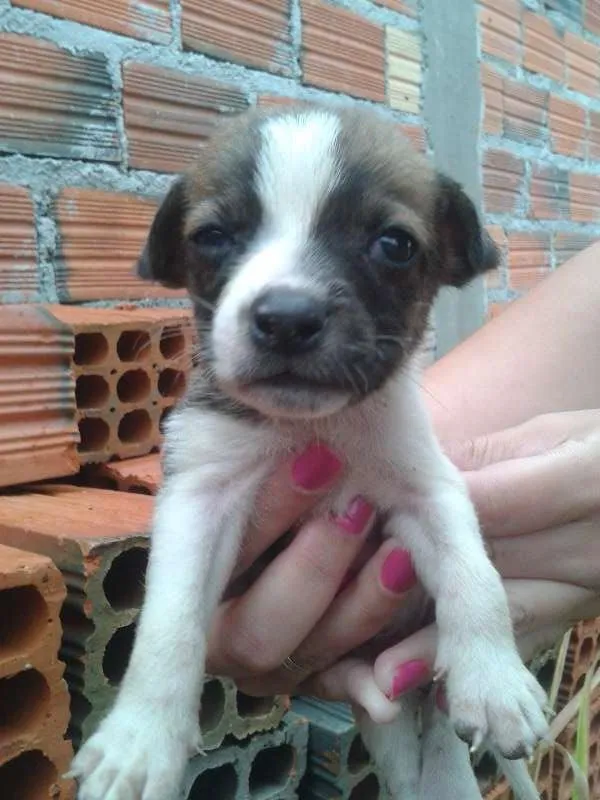 Cachorro ra a Vira-lata idade Abaixo de 2 meses nome Branquinho
