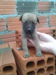 Bonitinho