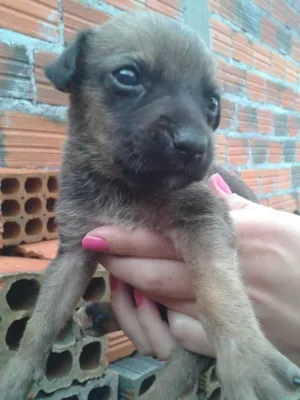 Cachorro raça Vira-lata idade Abaixo de 2 meses nome Amigo