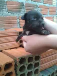 Pretinha