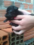 Pretinha