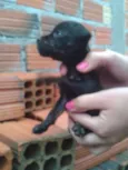 Pretinha