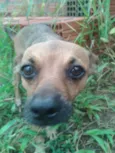 Diguinha