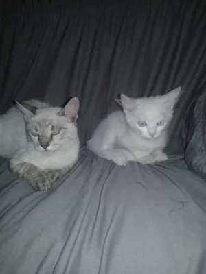 Gato raça Siamês idade 2 a 6 meses nome Lulu e lola