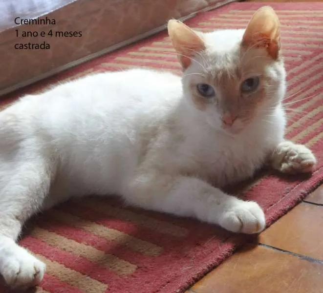 Gato ra a SRD idade 1 ano nome Creminha