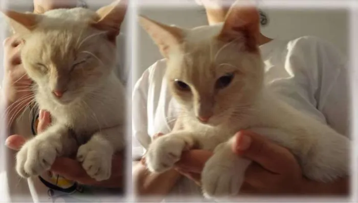 Gato ra a SRD idade 1 ano nome Creminha