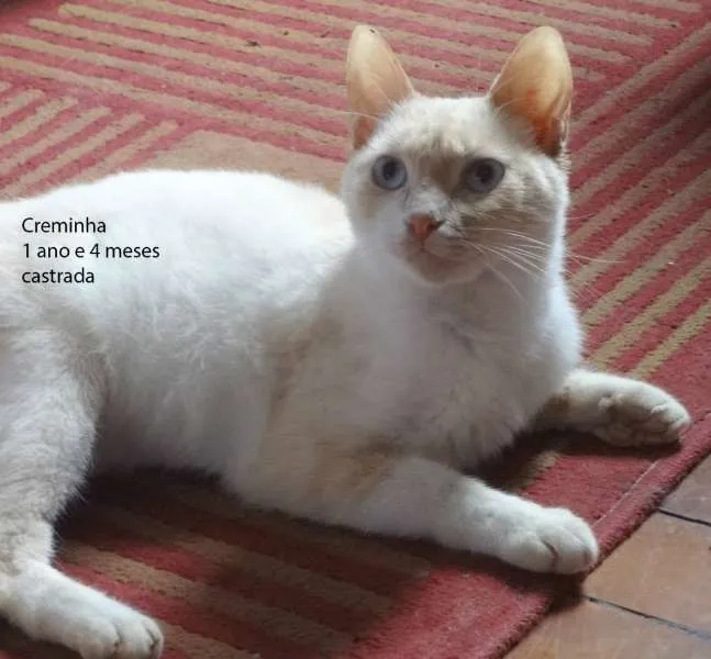 Gato ra a SRD idade 1 ano nome Creminha