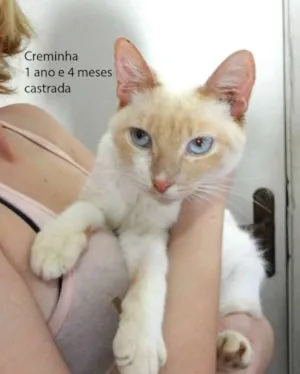 Gato raça SRD idade 1 ano nome Creminha