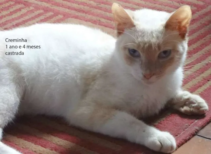 Gato ra a SRD idade 1 ano nome Creminha