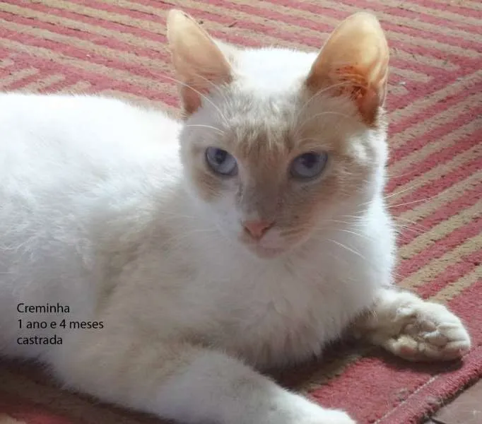 Gato ra a SRD idade 1 ano nome Creminha