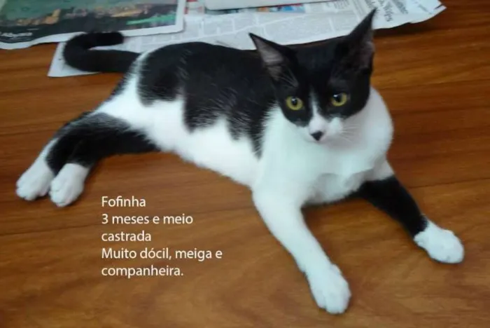 Gato ra a SRD idade 2 a 6 meses nome Fofinha