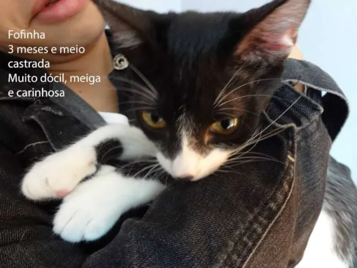 Gato ra a SRD idade 2 a 6 meses nome Fofinha
