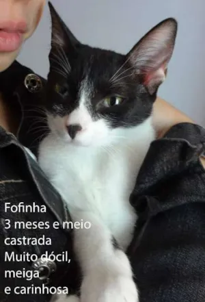 Gato raça SRD idade 2 a 6 meses nome Fofinha