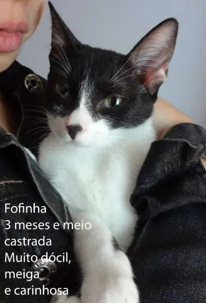 Gato ra a SRD idade 2 a 6 meses nome Fofinha