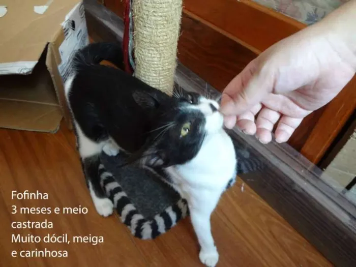 Gato ra a SRD idade 2 a 6 meses nome Fofinha