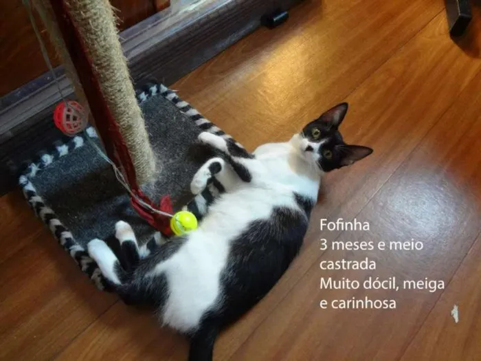 Gato ra a SRD idade 2 a 6 meses nome Fofinha