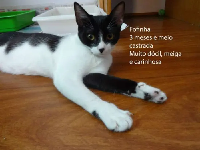 Gato ra a SRD idade 2 a 6 meses nome Fofinha