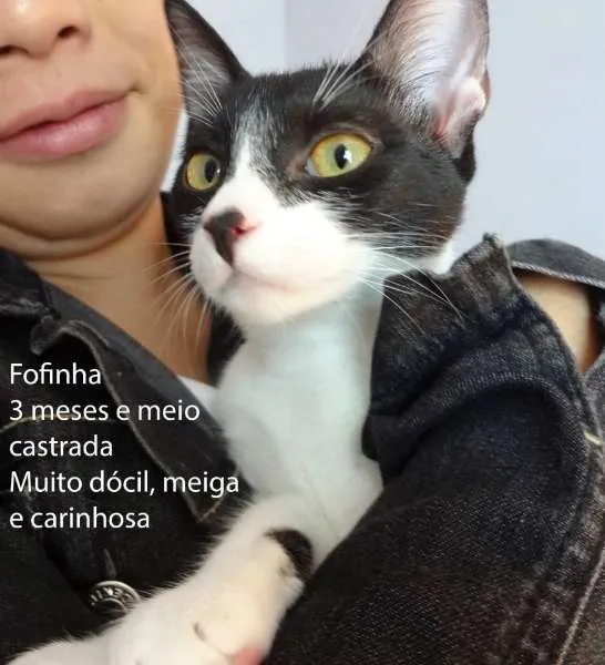 Gato ra a SRD idade 2 a 6 meses nome Fofinha