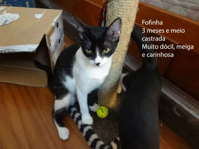 Gato ra a SRD idade 2 a 6 meses nome Fofinha