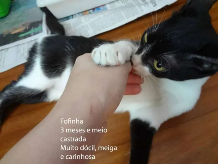 Gato ra a SRD idade 2 a 6 meses nome Fofinha