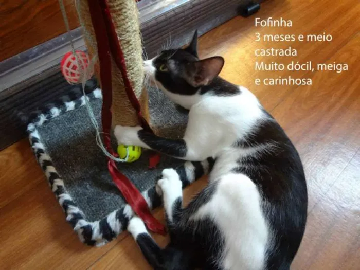Gato ra a SRD idade 2 a 6 meses nome Fofinha