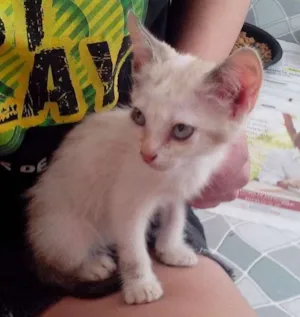 Gato raça srd idade Abaixo de 2 meses nome Laka