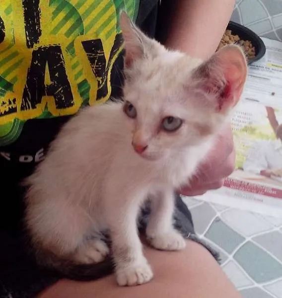 Gato ra a srd idade Abaixo de 2 meses nome Laka