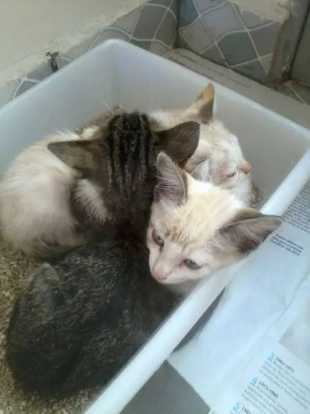 Gato ra a srd idade Abaixo de 2 meses nome Laka