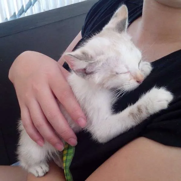 Gato ra a srd idade Abaixo de 2 meses nome Laka