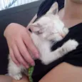 Laka