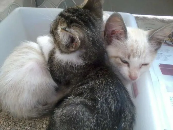 Gato ra a srd idade Abaixo de 2 meses nome Laka