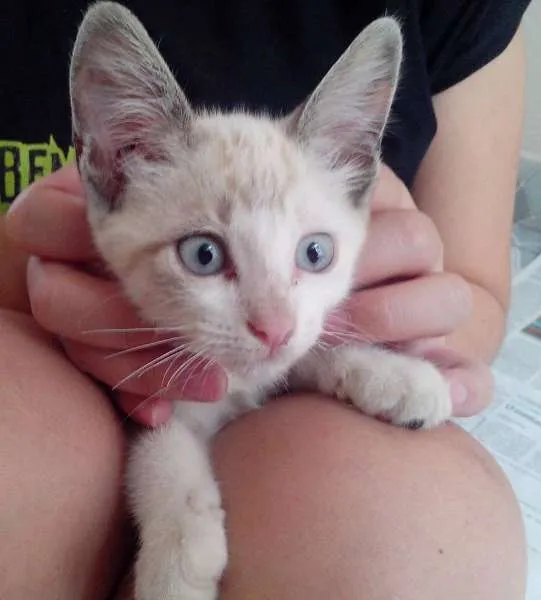 Gato ra a SRD idade Abaixo de 2 meses nome Galak