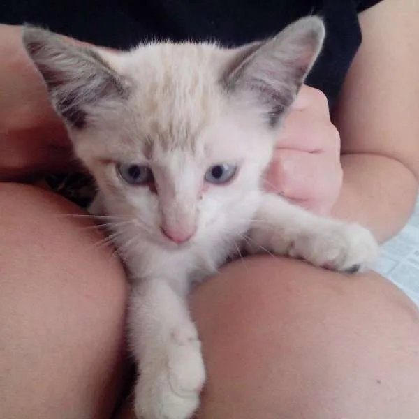 Gato ra a SRD idade Abaixo de 2 meses nome Galak