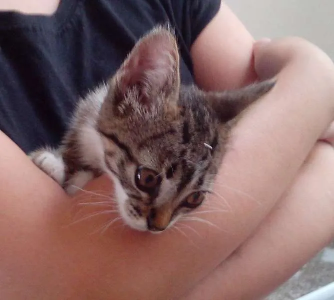 Gato ra a SRD idade Abaixo de 2 meses nome Twix