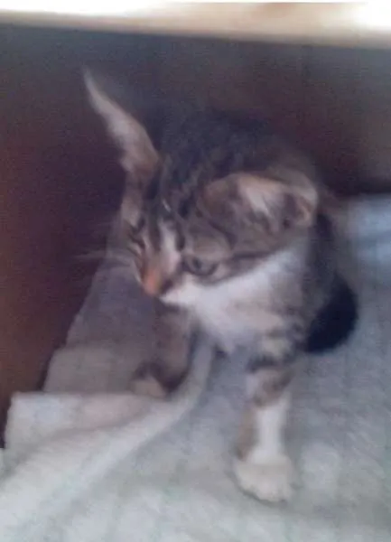 Gato ra a SRD idade Abaixo de 2 meses nome Twix