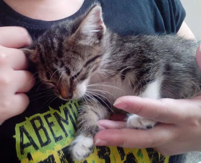 Gato ra a SRD idade Abaixo de 2 meses nome Twix