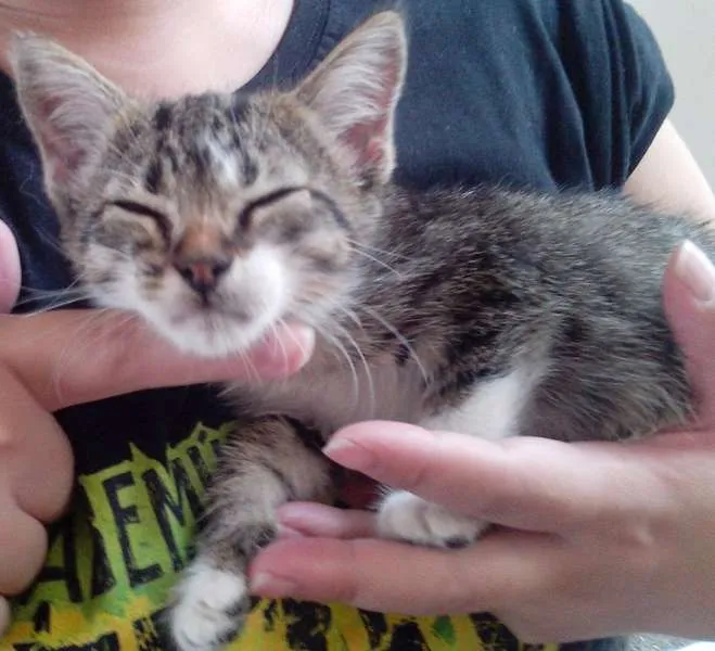 Gato ra a SRD idade Abaixo de 2 meses nome Twix