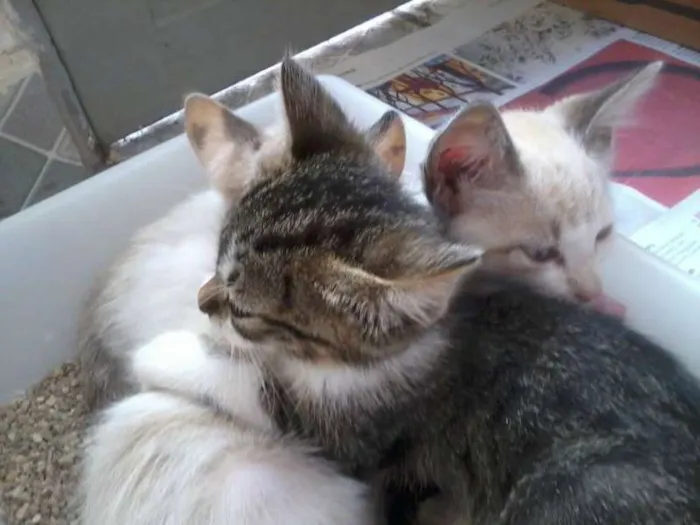 Gato ra a SRD idade Abaixo de 2 meses nome Twix