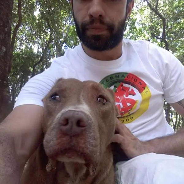 Cachorro ra a Pit-Bull idade 5 anos nome Thor