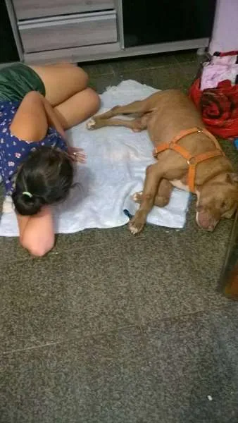Cachorro ra a Pit-Bull idade 5 anos nome Thor