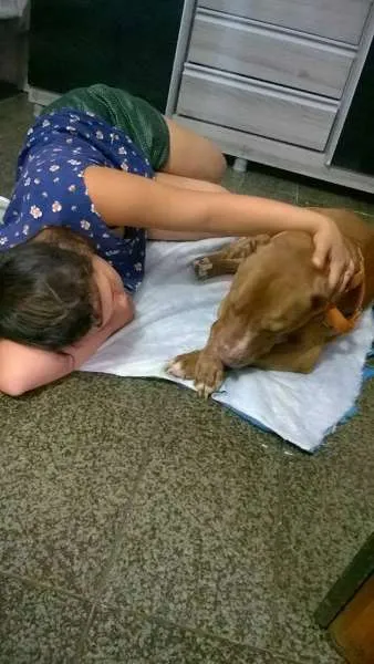 Cachorro ra a Pit-Bull idade 5 anos nome Thor