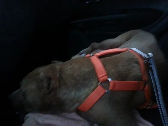 Cachorro ra a Pit-Bull idade 5 anos nome Thor